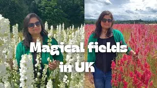 Magical Confetti Flower Fields-Pershore #uk #summer2024 #travel #confettifields #pershore#2#nrilife