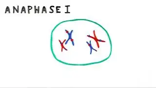 Meiosis: a simple introduction