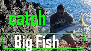 Rock Fishing for Yellow tail Kingfish NZ