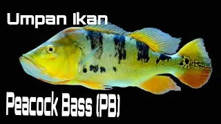 Teknik Dan Umpan Memancing Ikan Peacock Bass (PB) / Ikan Raja