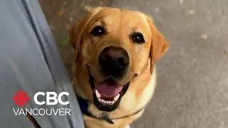 Guide dogs are life changing, but their trainers are in short supply