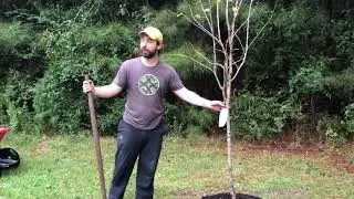 Planting Pear Trees!!