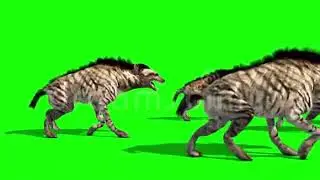Hyena Green Screen Free Download Footage No Copyright Animated