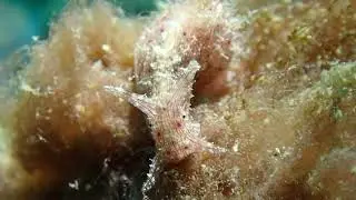 Hewan transparan lebih menarik terlihat di malam hari. Notobryon wardi & Blue Ring sea hare.