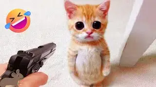 Hilarious Animals FUNNY MOMENTS 🐕 FUNNY DOGS and CATS VIDEOS 2025🐈FUNNY CUTE kittens