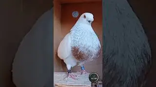 Buch&oacute;n Rafe&ntilde;o: EL REY DE LA SEDUCCI&Oacute;N 😍👑 Palomos de Juanka Reyes #pigeon #palomeros #buchones