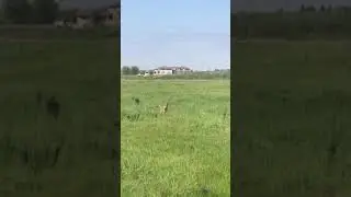 Coyote trying to lure small dog away