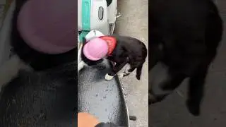 Kucing suka naik motor 😍#cat #kucinglucubandung #catvideos #kucinganggoralucudanimut #cute #imut