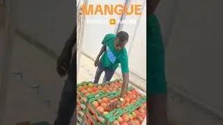 Import export of tropical fruits from Africa to the World  #trading #blackbusiness #farmers