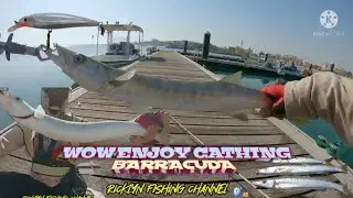 I caught three BARRACUDA use artificial lure fishing Al khor port Corniche