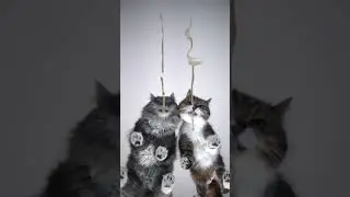 This was supposed to be a fair race 😾 #furryfritz #cats #catasmr #funnycats #foryou