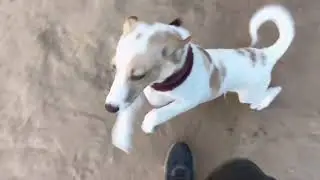 Simbha Indian dog breed is full, happy here @dogloverprakash