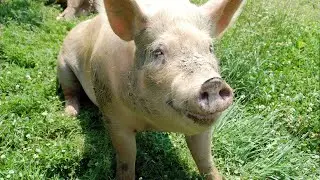 Podcast: The lives of farm animals and how you can help
