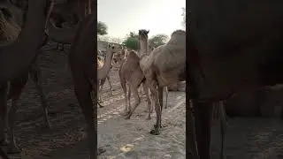 beautiful camel video in dessert #camel #wood #animallife #animals #wildlife