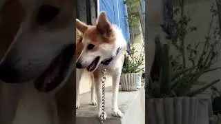 My Daily Evening Routine With my pet dog vikki #viralshorts #doglife #aspirants #dailylife #evening