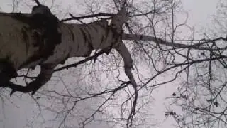 Birch tree in the Philosophers Walk