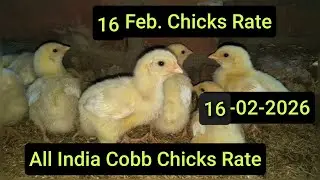 16 Feb. Chicks Rate Today
