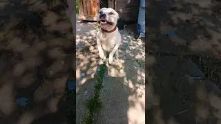 Happy Healthy Dogs‼️ #dogs #pitbull redboyjocko