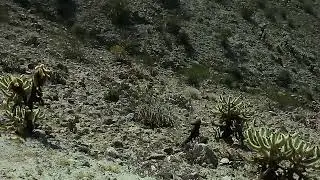 Randal Henderson Trail Palm Desert  #DesertCam #CactusCam #HikingCam #JesusSaves #PrayersForAll