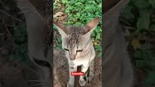 #cat #remix #music #villagecat #fyp #subscribe #like