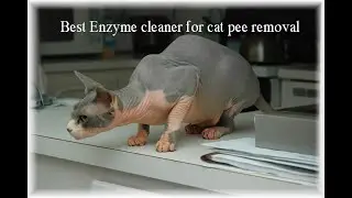 BEST ENZYME CLEANER FOR DOG CAT URINE ODOR