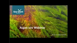 Algae 101 Webinar   Green alge   Cladophora   Marcella Domka