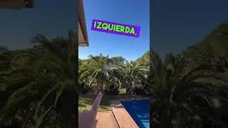 S&iacute;ntoma inicial de ataque de Picudo Rojo en palmera Canaria #palmeras