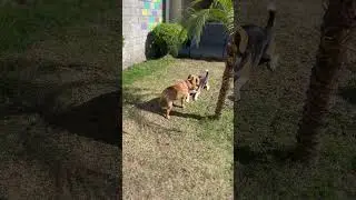 Agito no p&aacute;tio dos c&atilde;es na escolinha #shorts