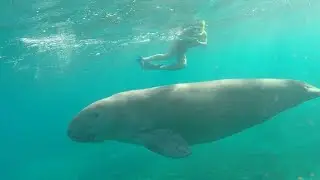 Best snorkeling Marsa Alam (house reefs Wadi El Gemal/Shams Alam, Abu Dabab/Hilton, Berenice/Lahami)