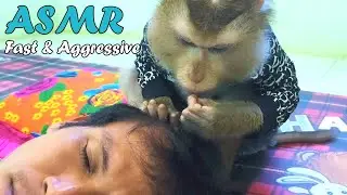 ASMR Fast and Aggressive | Monkey Grooming Human Sleep | ASMR Luxury Spa