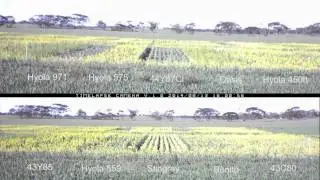 Canola Trials Cam 7 & 8