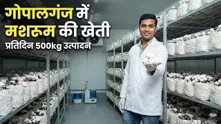 Mushroom cultivation is done in Gopalganj, 500 Kg/Day Production!
