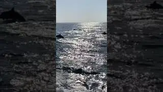 DOLPHIN MEGA POD!! Unreal!