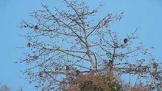 Mizoram chhunga Zawng chi hrang ram tla.....