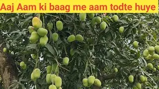 Bhut sare aam ki harvesting aaj karli