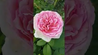EDROSES/Троянда 🌹 Жорж Санд (Rose George Sand ) ,Robert Laperri&egrave;re Франція, 2010. Чайно-гібридні.
