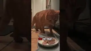 🐟Why My Cat Refuses Wet Food in Winter