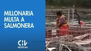 Millonaria multa a salmonera por malas pr&aacute;cticas medio ambientales