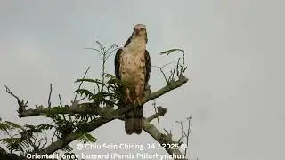 Oriental Honey-buzzard (Pernis Ptilorhynchus torquatus - Juvenile) @ Chiu SC DSCN7832