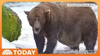 Who Won Fat Bear Week 2025?