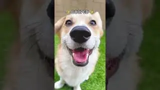 You have been BOOPED! | Tofu the Corgi | #shorts #corgi #boop