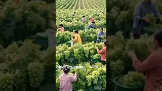 Most Satisfying Grape Harvest Ever 🍇 | Fresh Green Grapes Picking in Vineyard | Farming Life