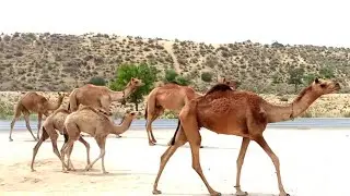 Beautiful Camels Of My Camel Farm