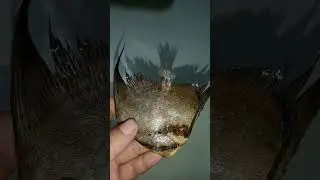 #fish #fishseafood #freshcatch #seafood