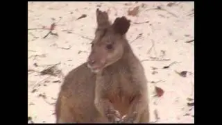 Wallaby at Cave Beach