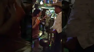 Donkey inside Bar Puerto Vallarta