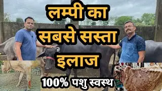 लम्पी का सबसे सस्ता इलाज || Lumpy को कैसे जल्दी ठीक करें || Lumpy skin Disease || Farcow NGO Bhopal