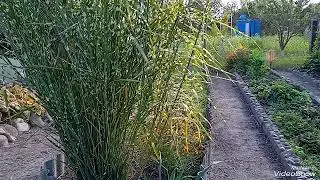 Многолетняя,мощная,долго без полива трава-Мискантус