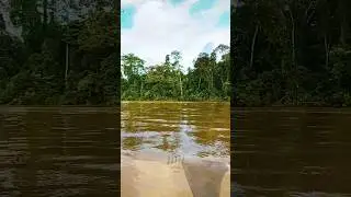 The Mystery of the Borneo River Shark