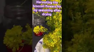 Broccoli flowers and pollens included for my seasoning and ice creams or meats and salads or garnish